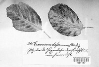 Taphrina deformans image